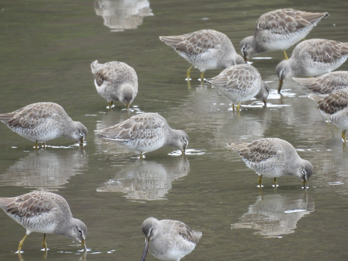 Bécassin à long bec - ML644284881