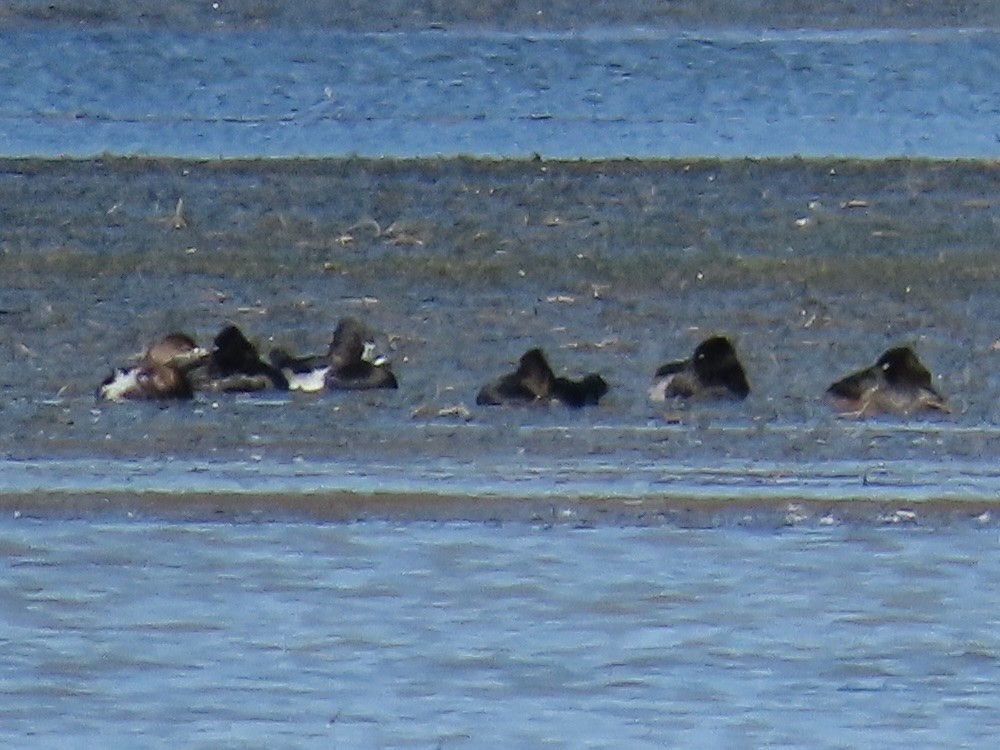 Fuligule à collier - ML644284883