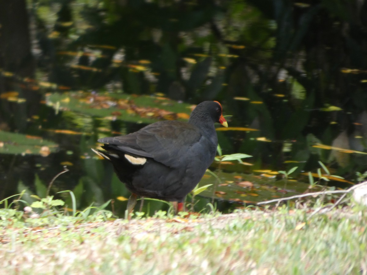 Gallinule sombre - ML644284884
