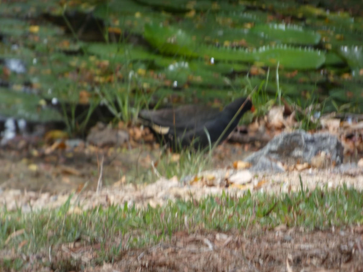 Gallinule sombre - ML644284885