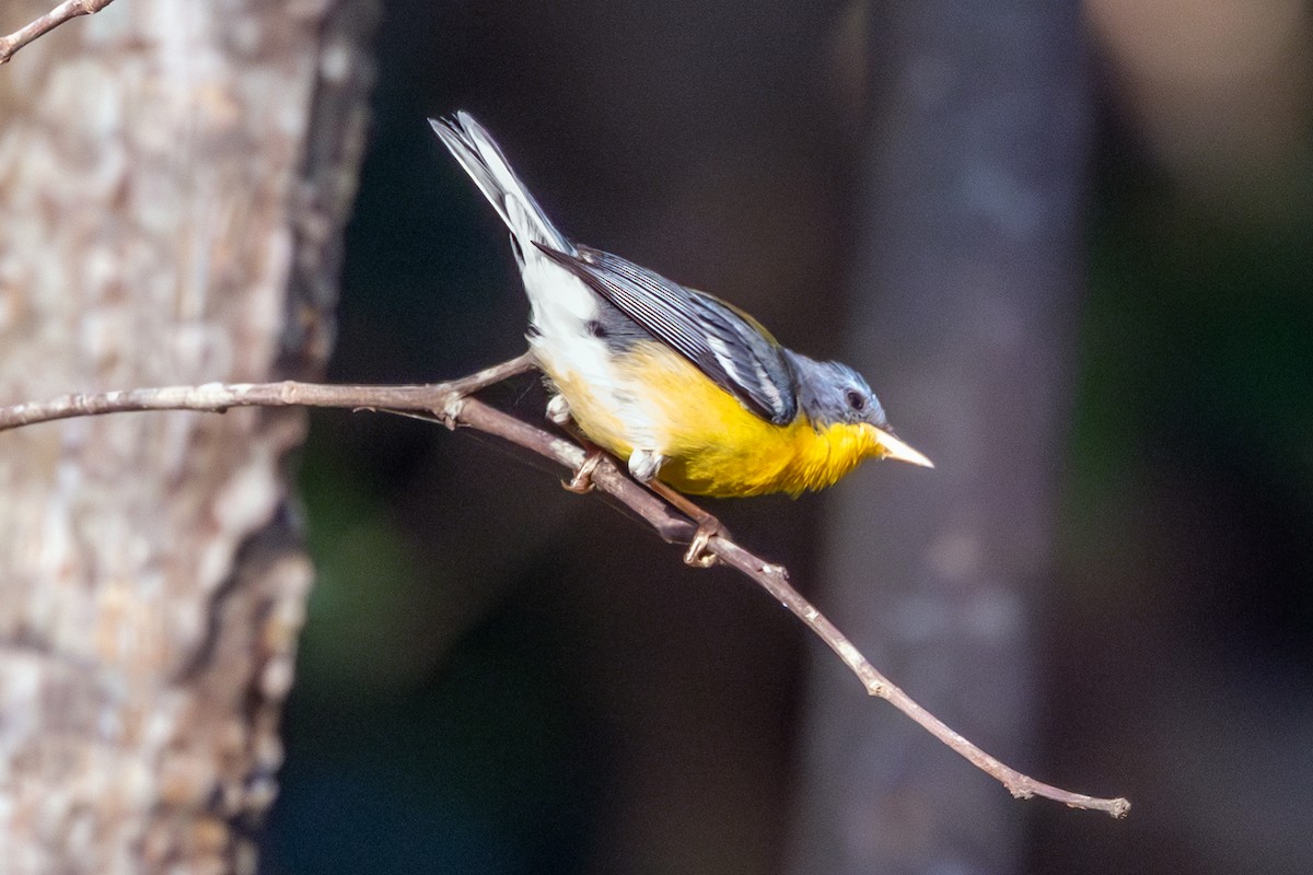 Paruline à joues noires - ML644284886