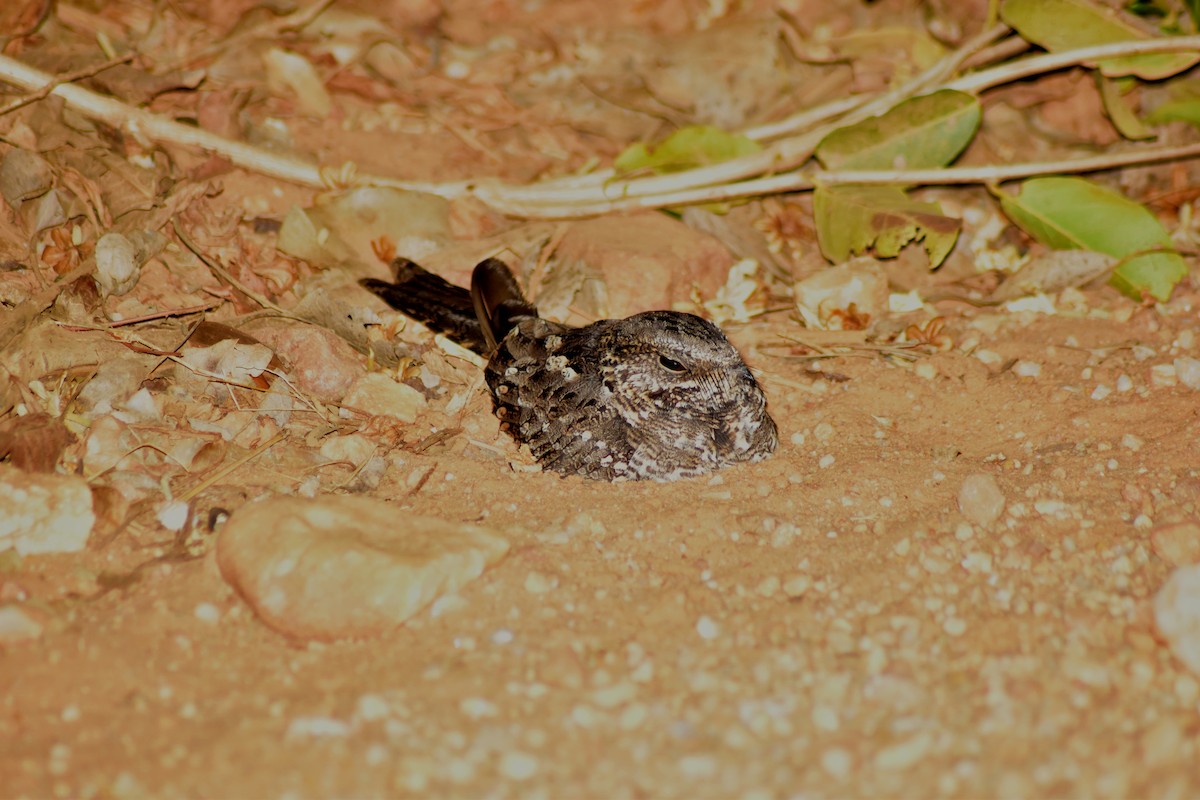 Engoulevent à queue en ciseaux - ML644284890