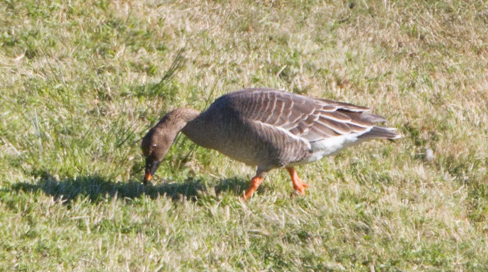 Oie de la toundra - ML644284895