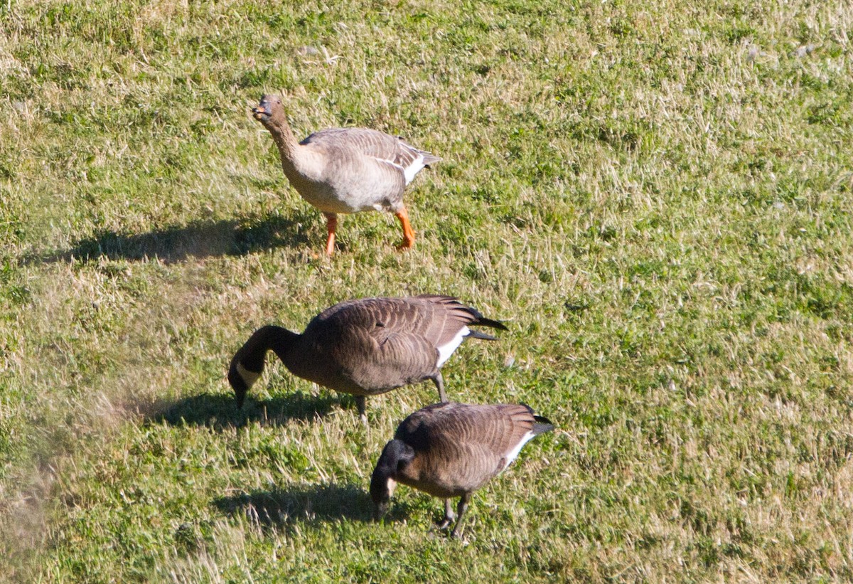 Oie de la toundra - ML644284896