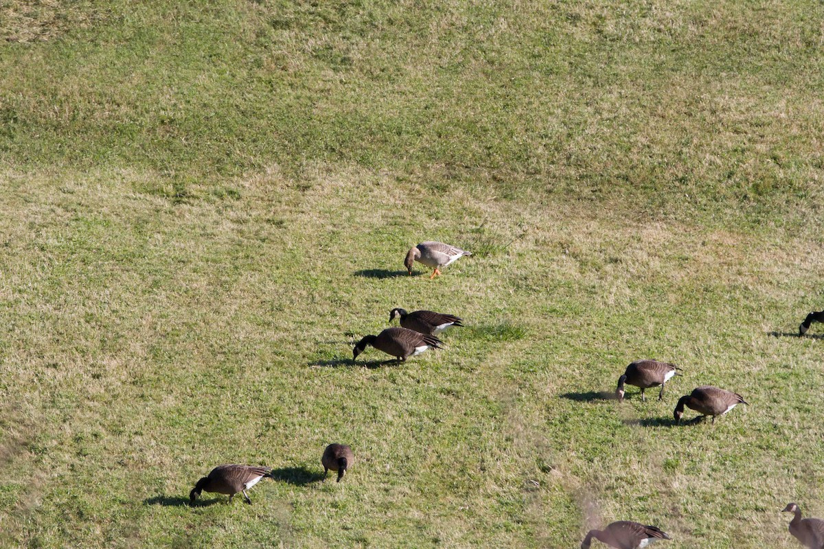 Oie de la toundra - ML644284897