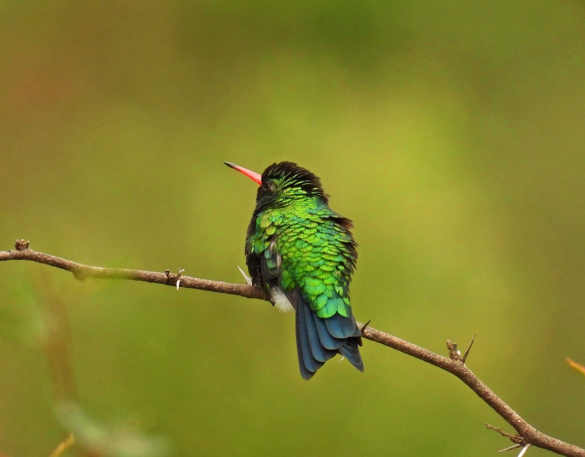 Émeraude splendide - ML644284898