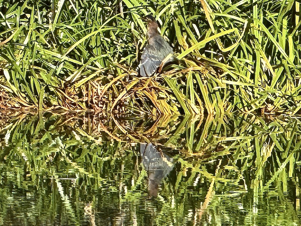 Héron vert - ML644284899