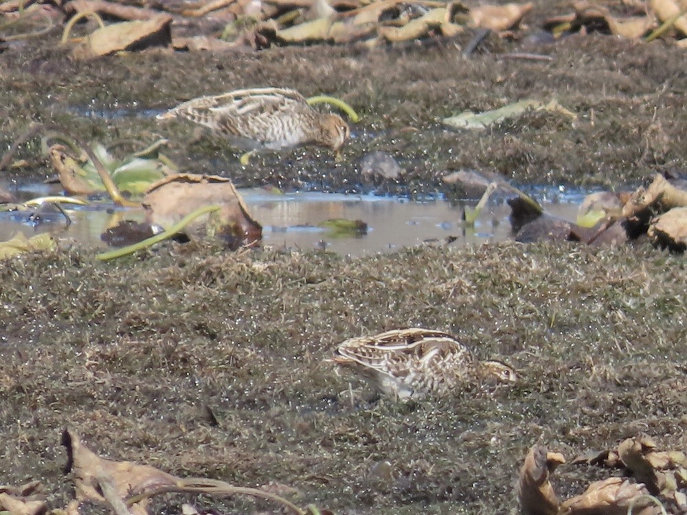 Bécassine de Wilson - ML644284900