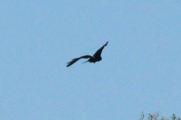 Grand Corbeau - ML644284901