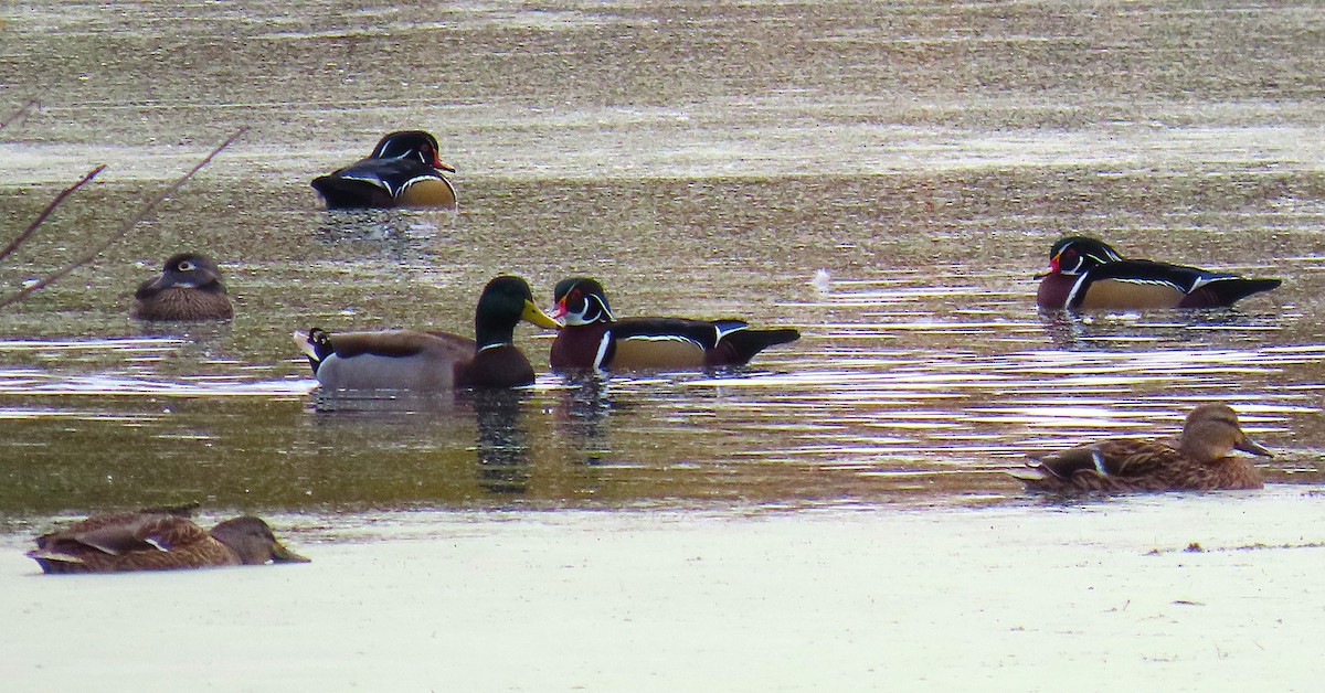 Canard branchu - ML644284904