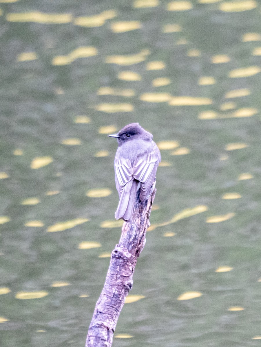 Moucherolle noir - ML644284905