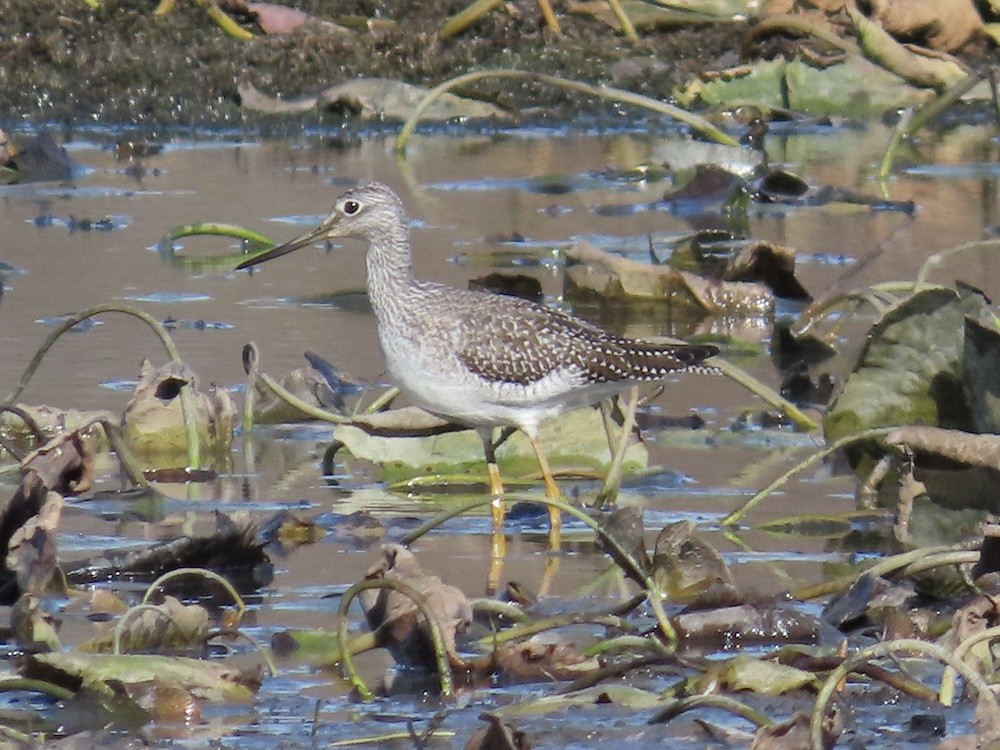 Grand Chevalier - ML644284909