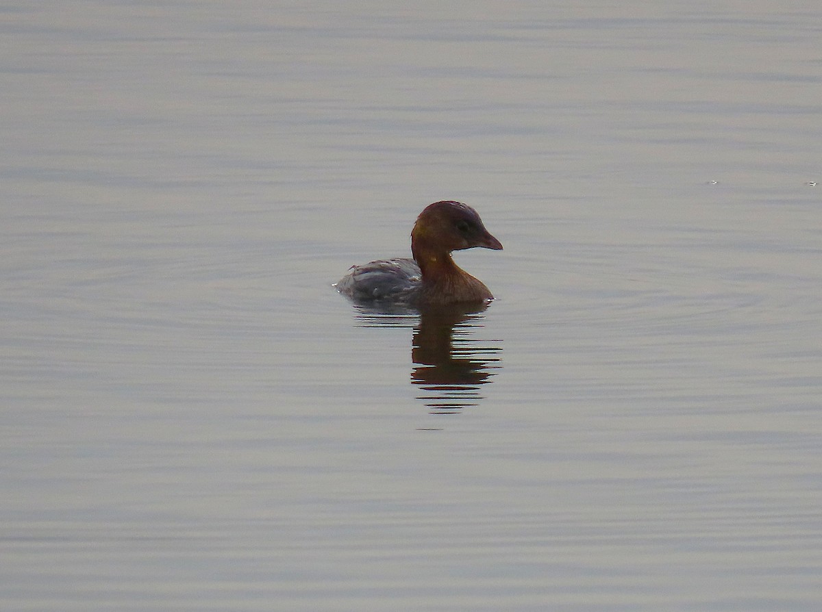 Grèbe à bec bigarré - ML644284910