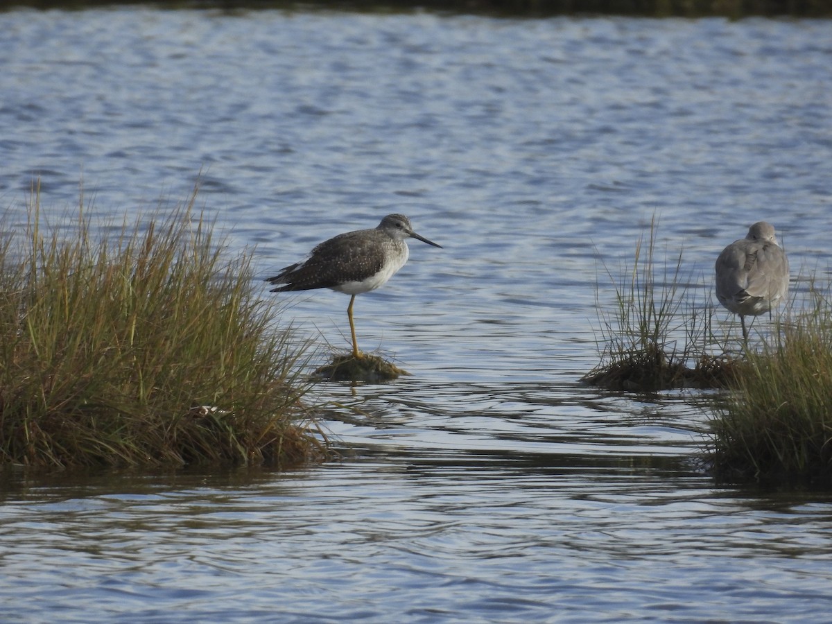 Greater Yellowlegs - ML644284911
