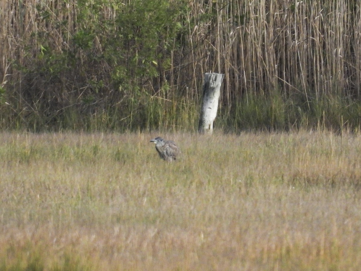 Yellow-crowned Night Heron - ML644284912