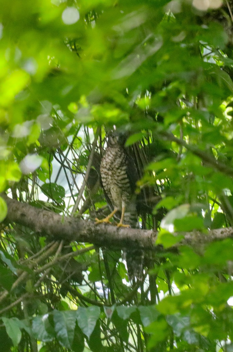 Collared Forest-Falcon - ML644284915