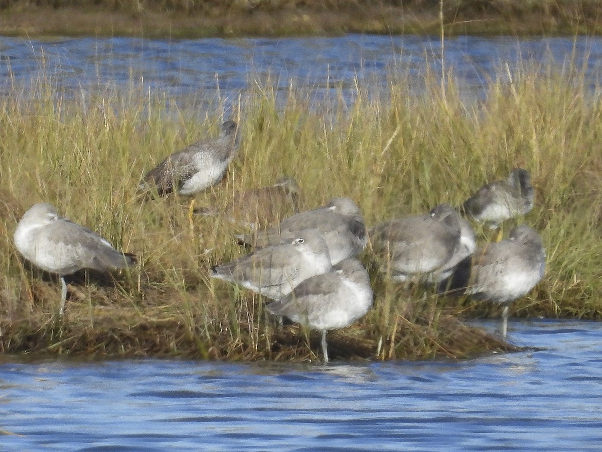 Willet - ML644284916