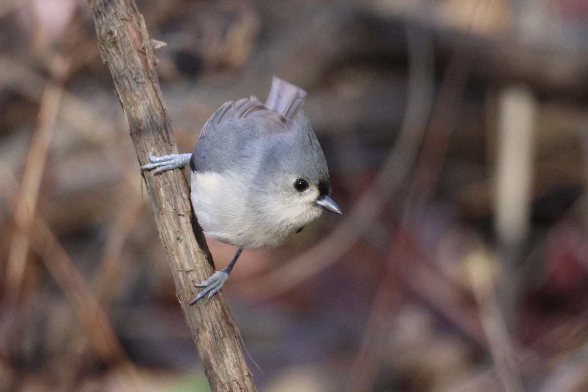 Tufted Titmouse - ML644284917