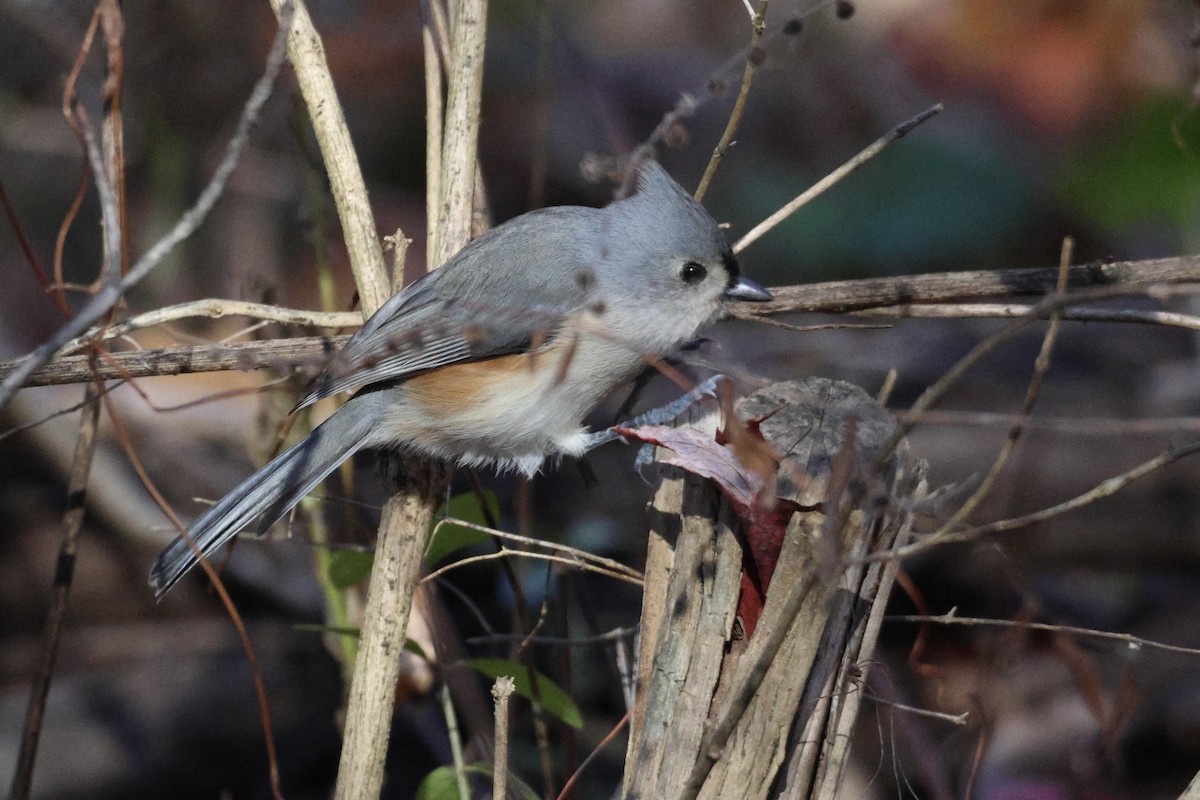 Tufted Titmouse - ML644284918
