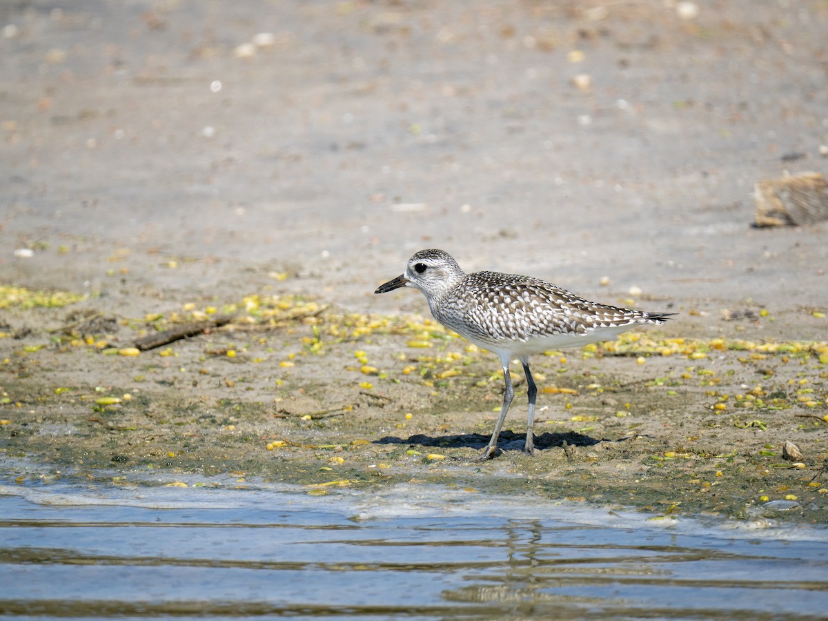 灰斑鴴 - ML644284920