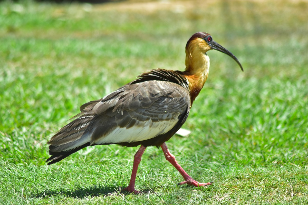 Buff-necked Ibis - ML644284922