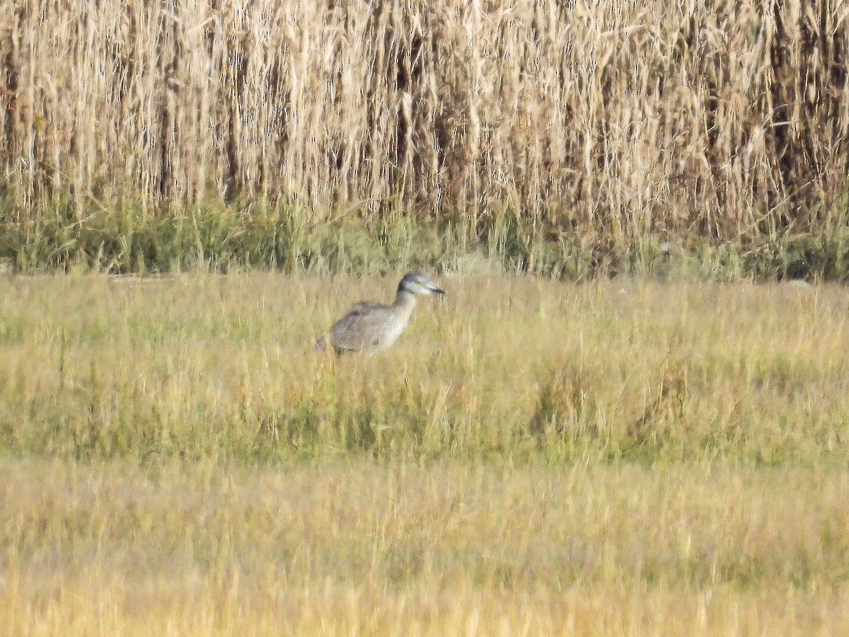 Yellow-crowned Night Heron - ML644284927