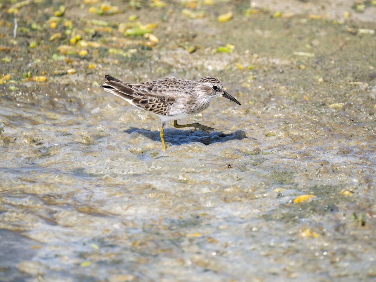Least Sandpiper - ML644284928