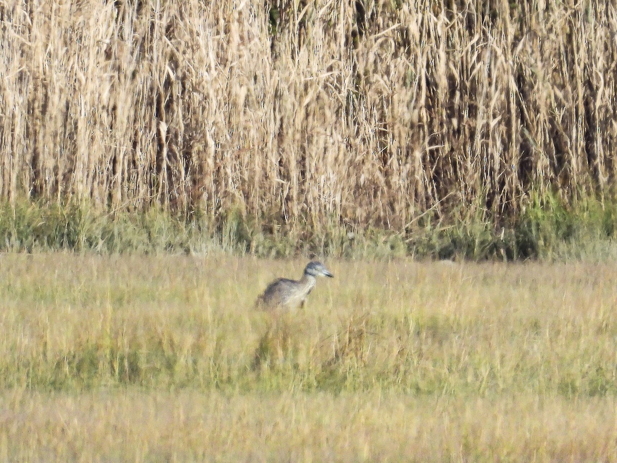 Yellow-crowned Night Heron - ML644284936