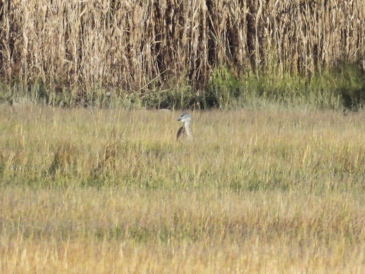 Yellow-crowned Night Heron - ML644284937