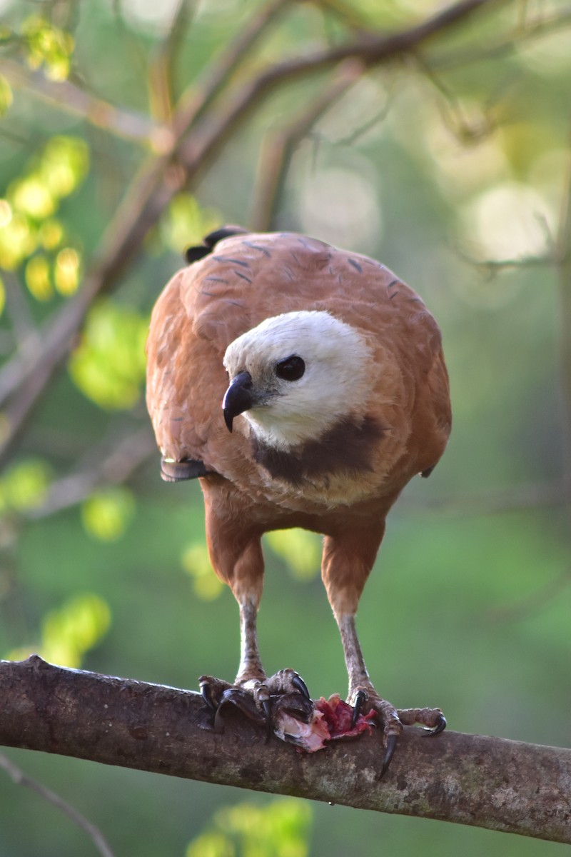 Black-collared Hawk - ML644284938