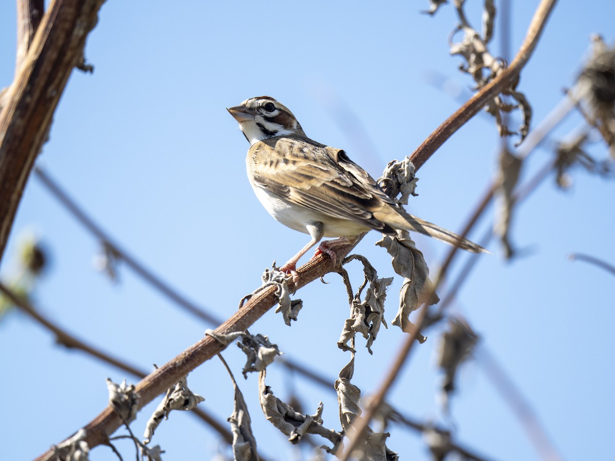 Lark Sparrow - ML644284939
