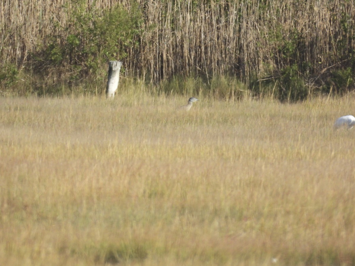 Yellow-crowned Night Heron - ML644284941
