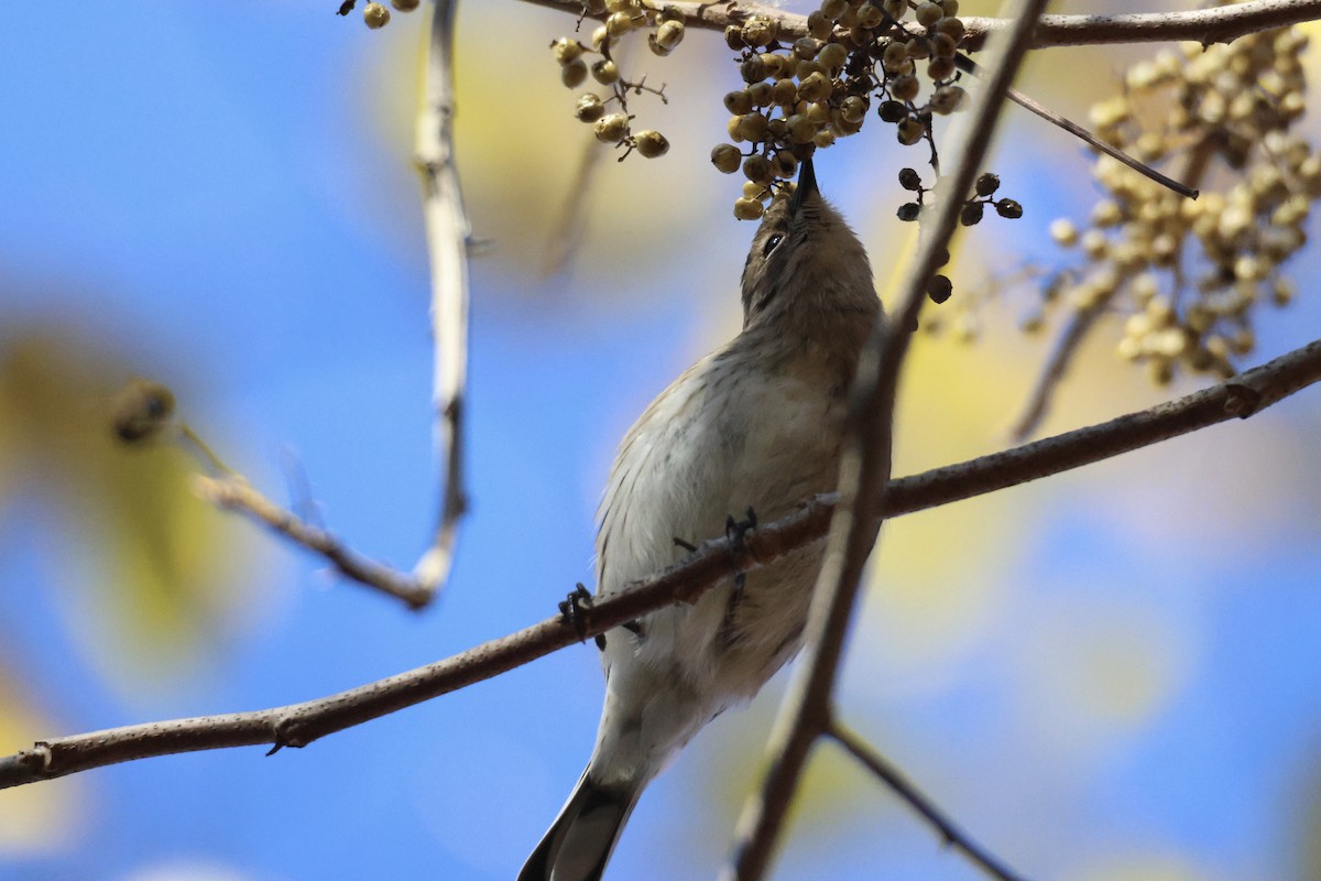 Yellow-rumped Warbler - ML644284943
