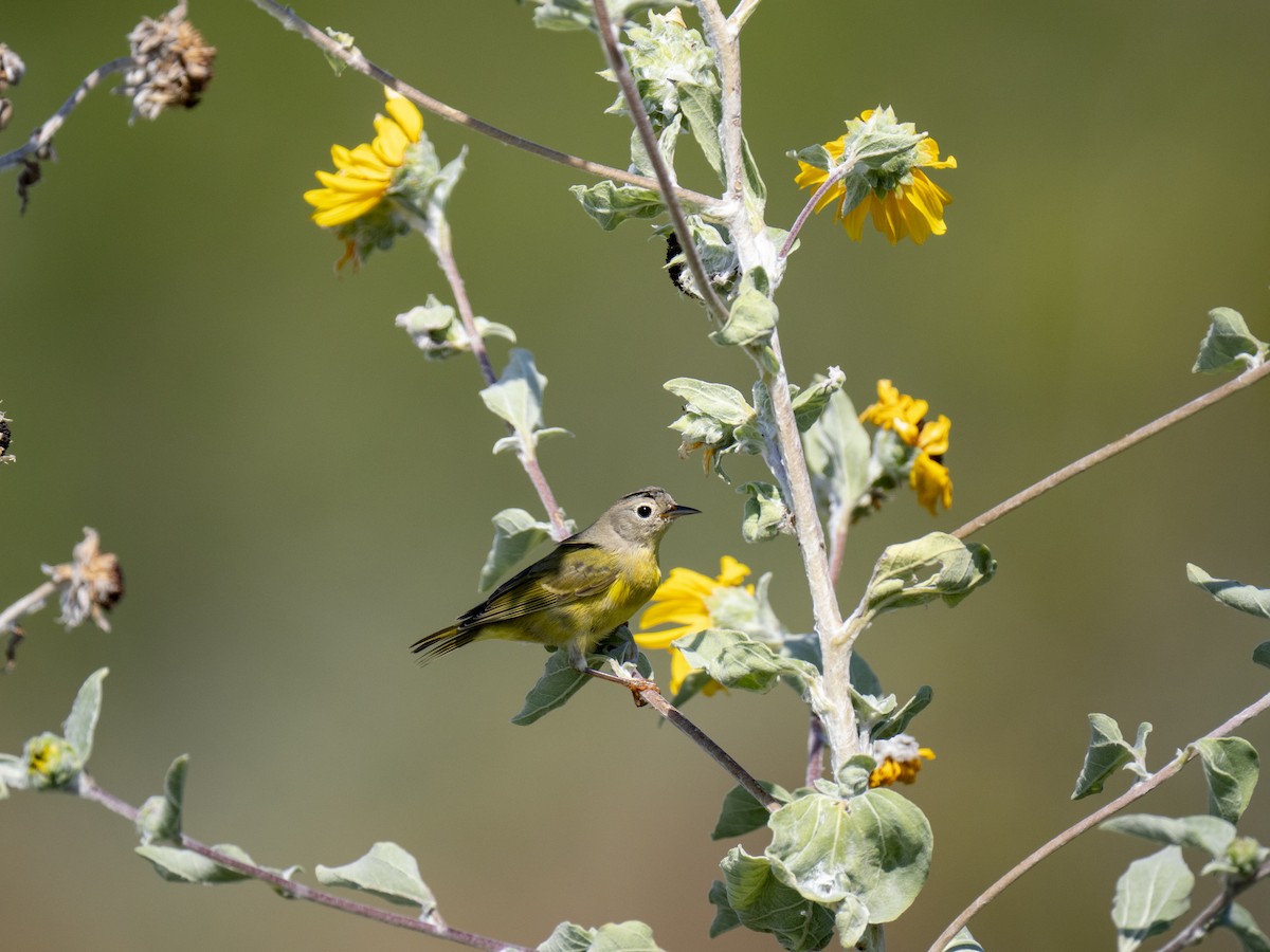 ズアカアメリカムシクイ - ML644284944