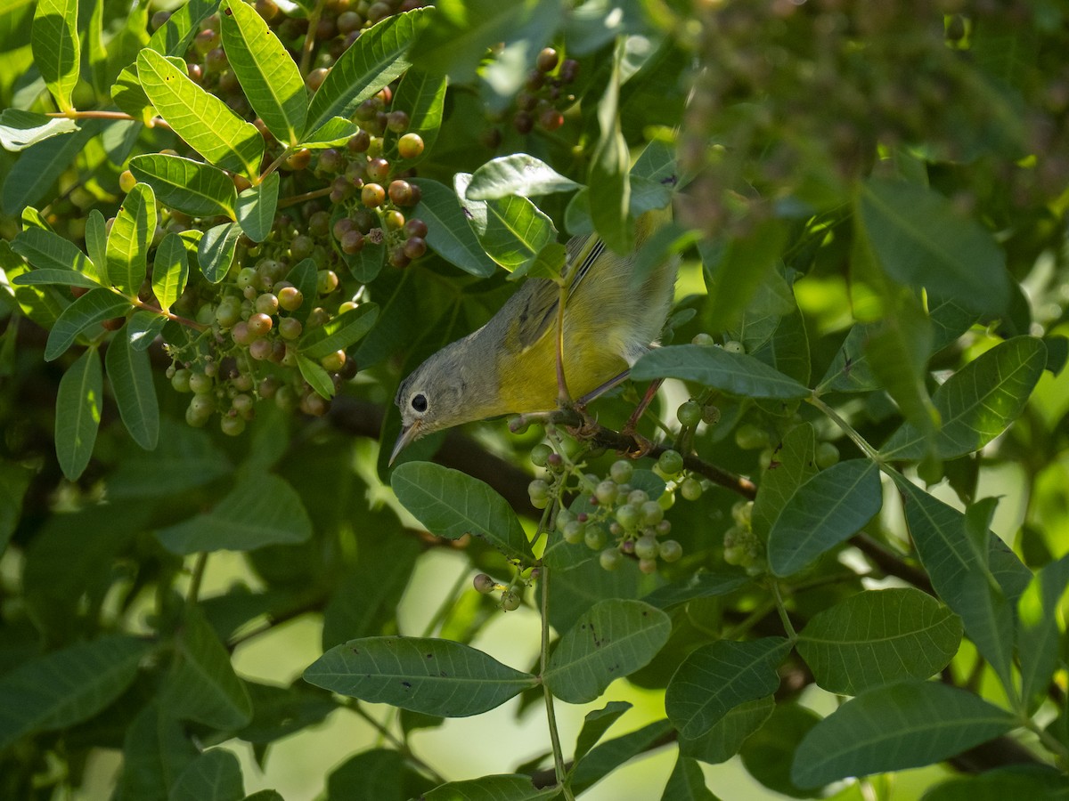 ズアカアメリカムシクイ - ML644284945