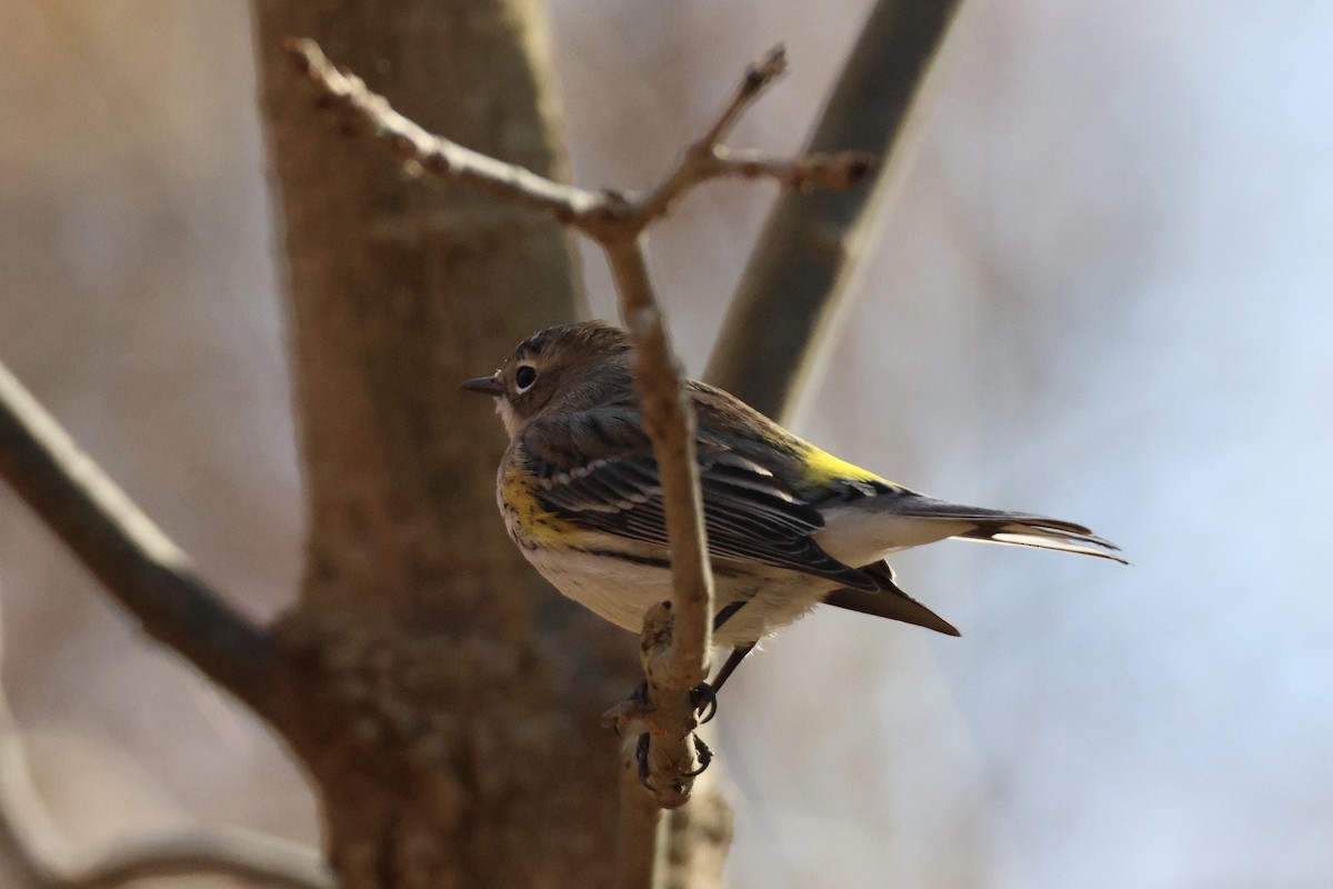 Yellow-rumped Warbler - ML644284946