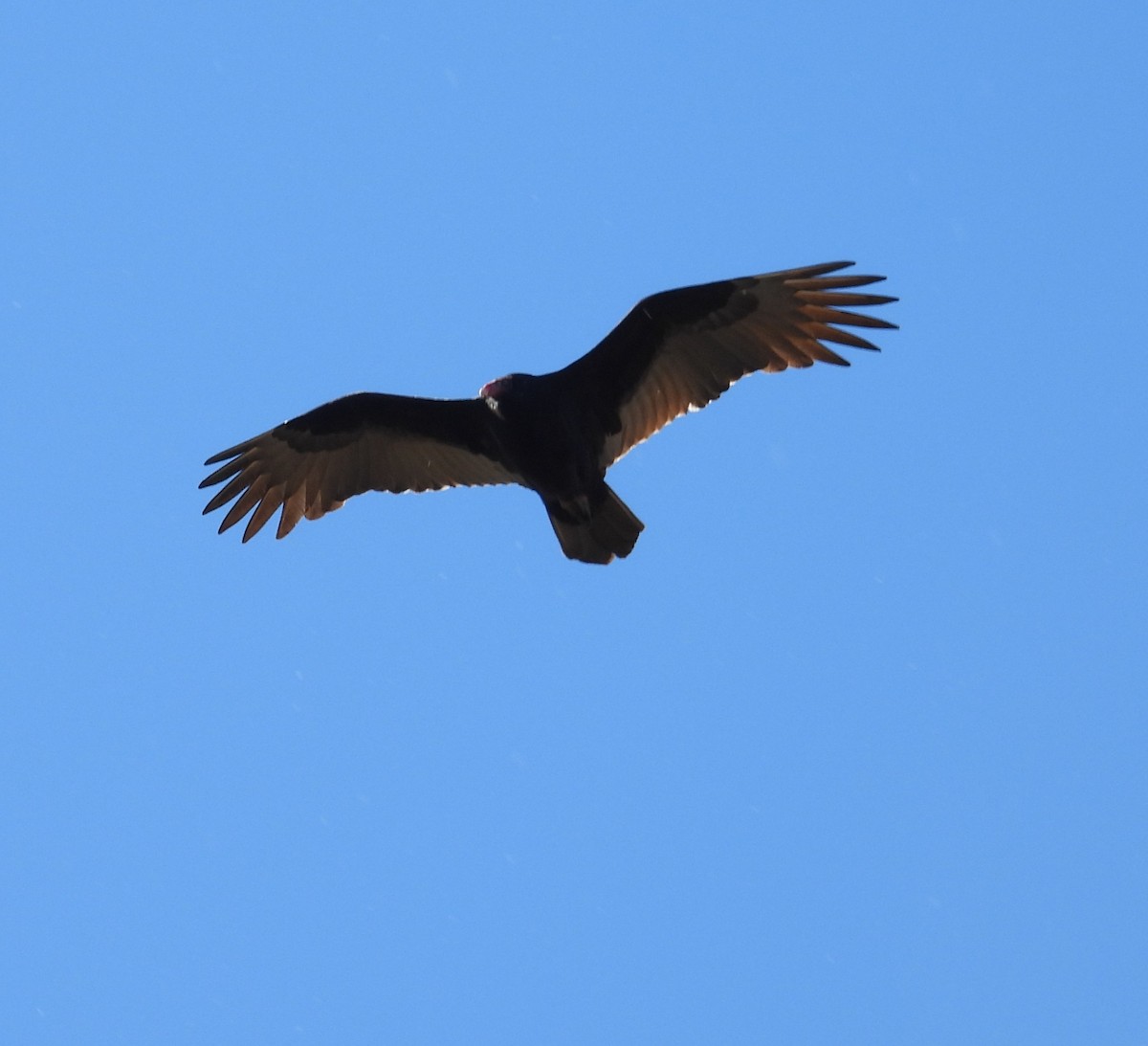 Turkey Vulture - ML644284948