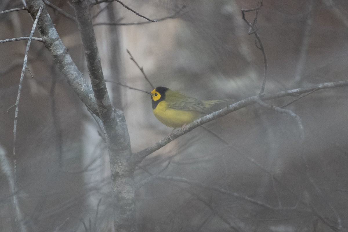 Hooded Warbler - ML644284967