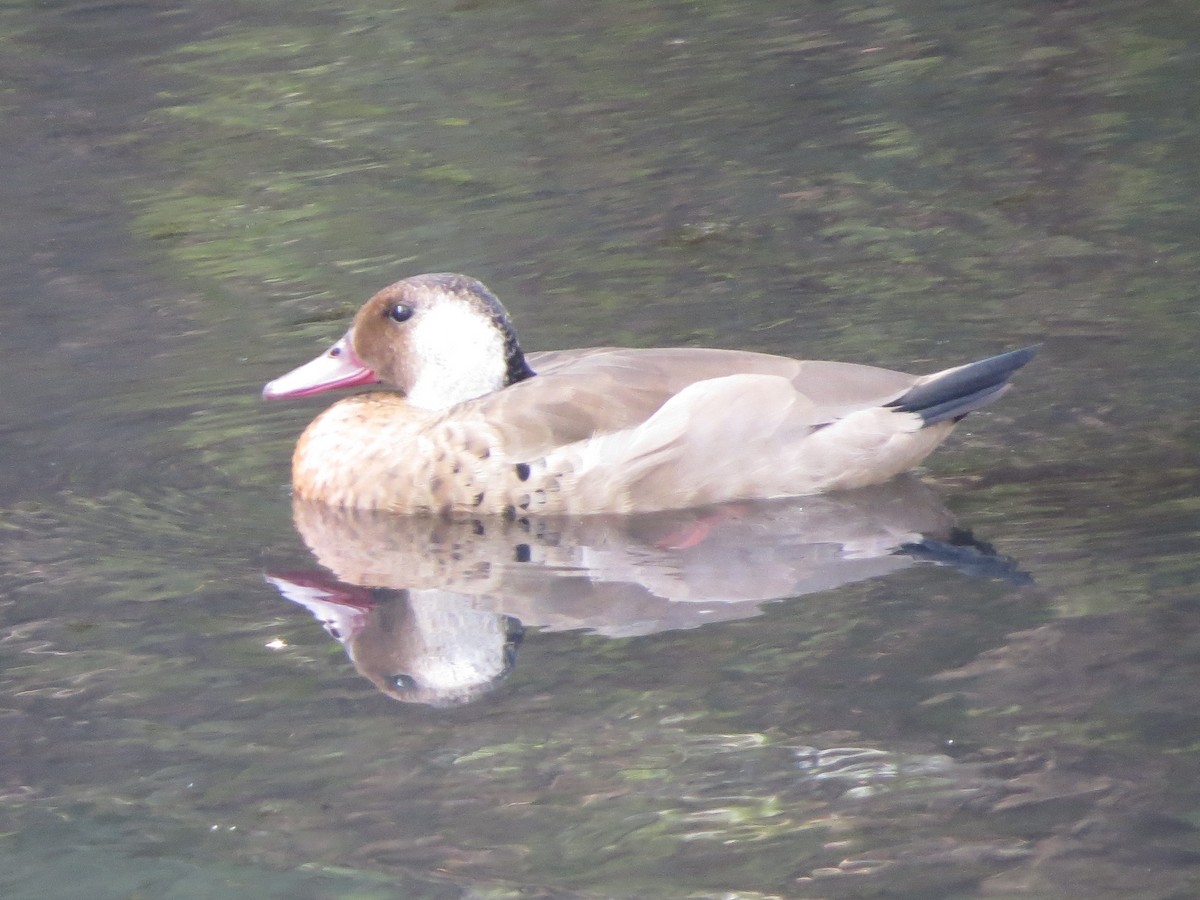 brasiland - ML644284968