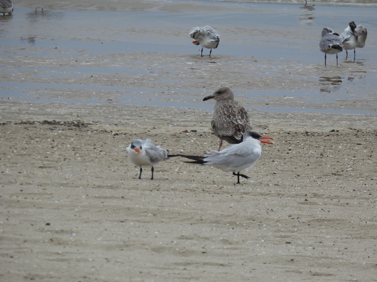 American Herring Gull - ML644284971