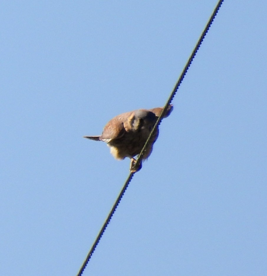American Kestrel - ML644284988