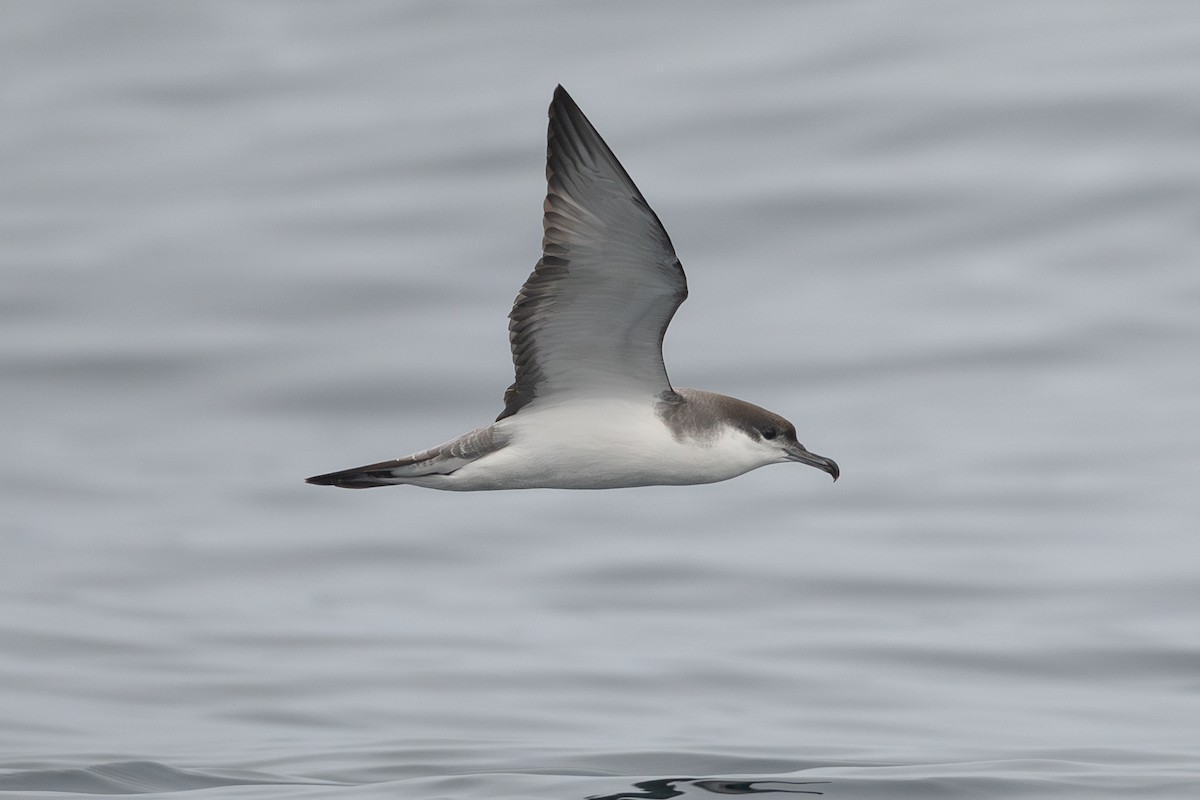 Буллеров буревестник - ML644284989