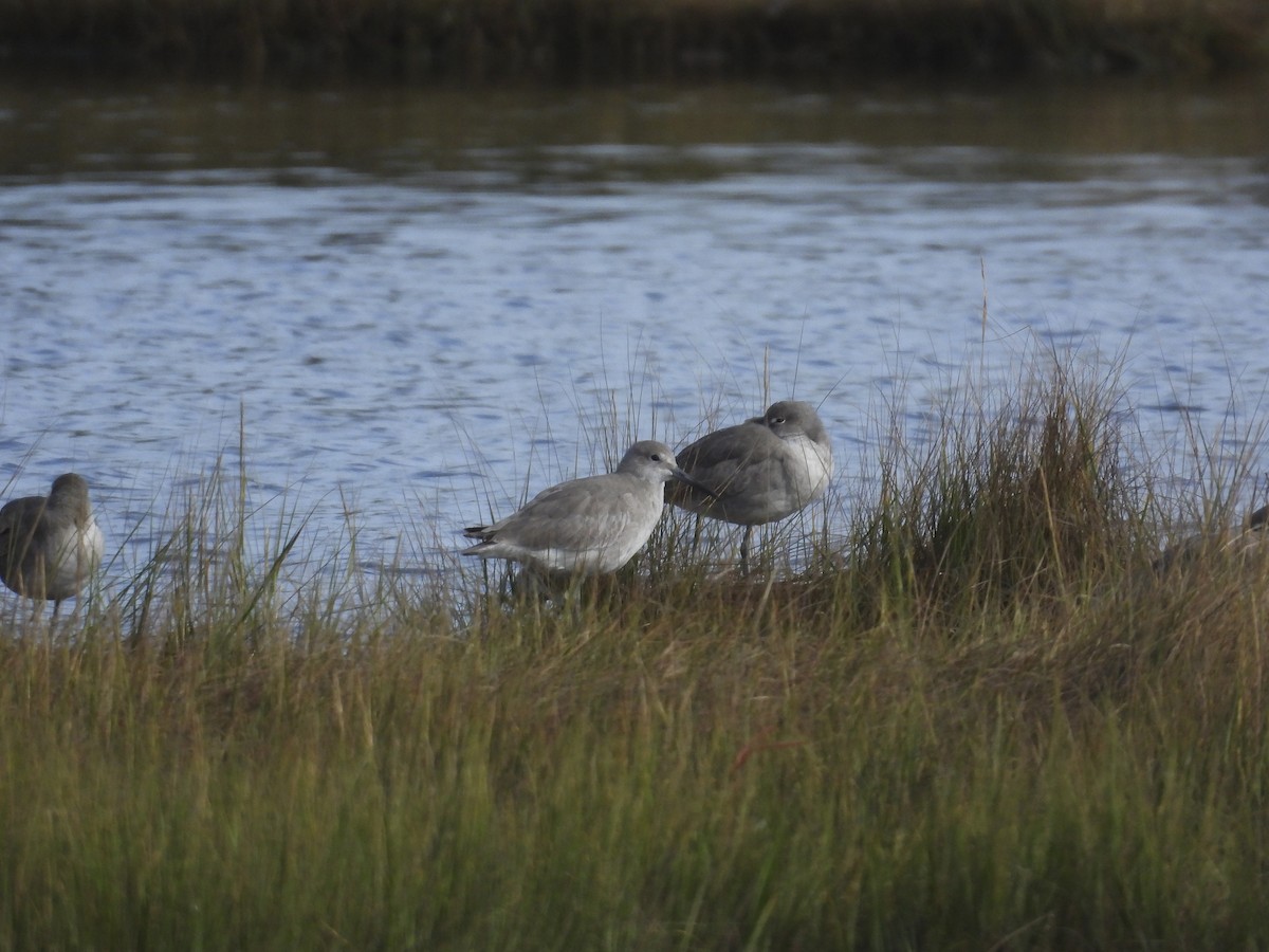 Willet - ML644284999