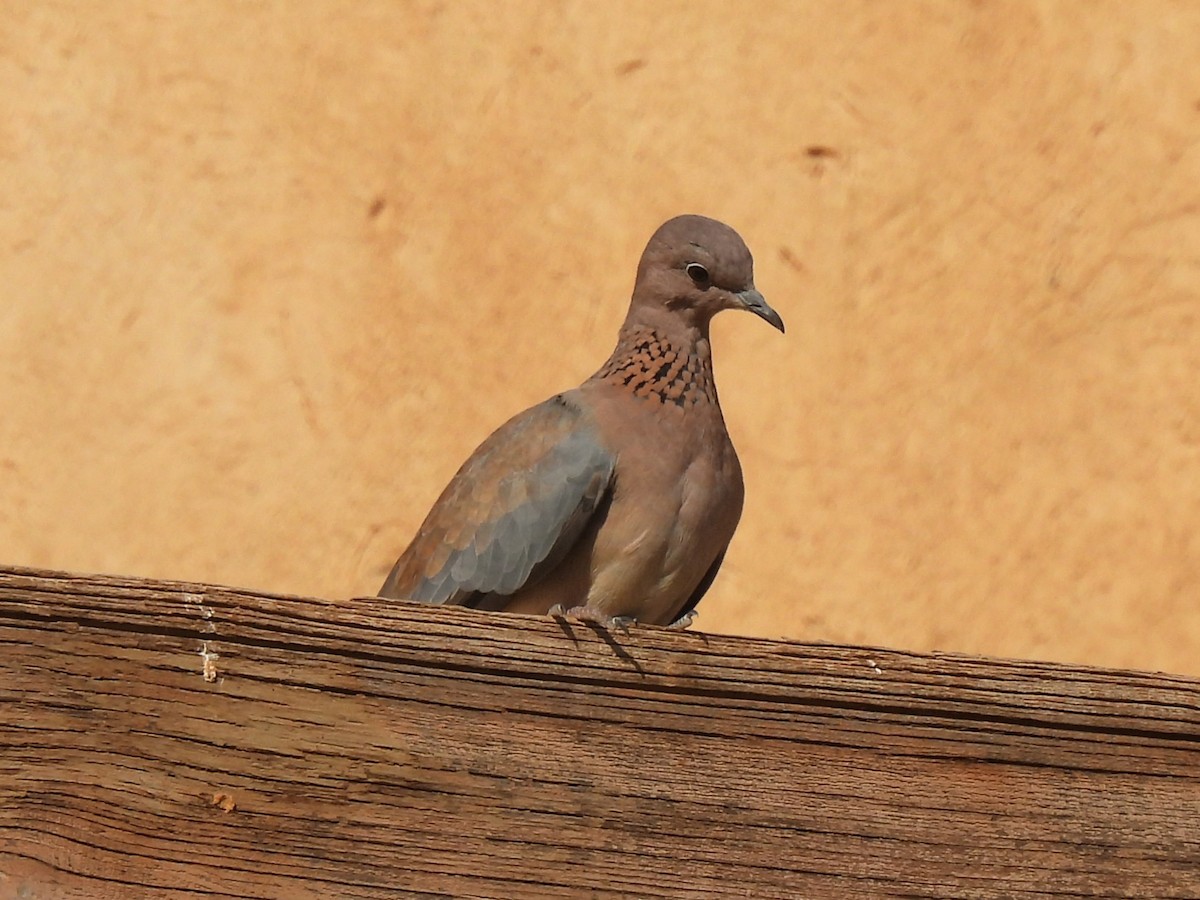 Tortora delle palme - ML644285004