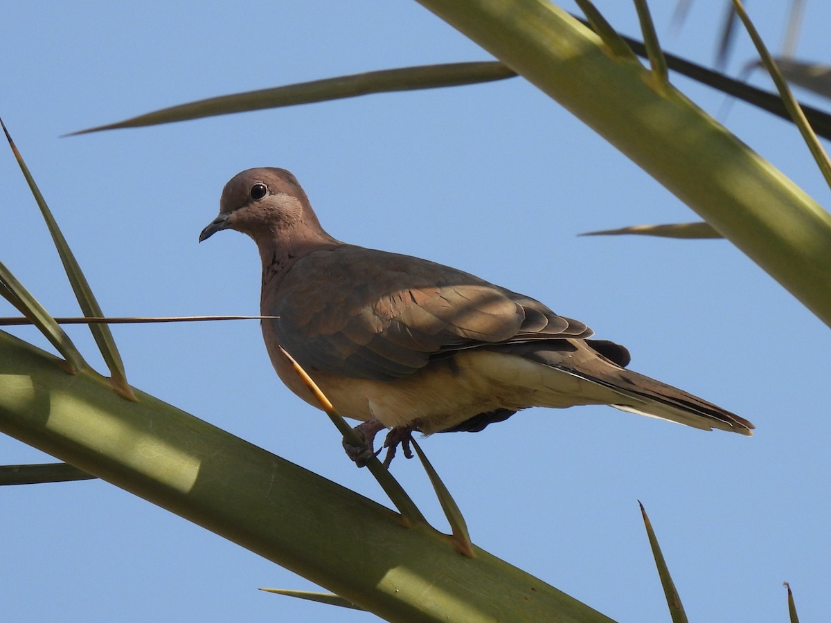 Tortora delle palme - ML644285005