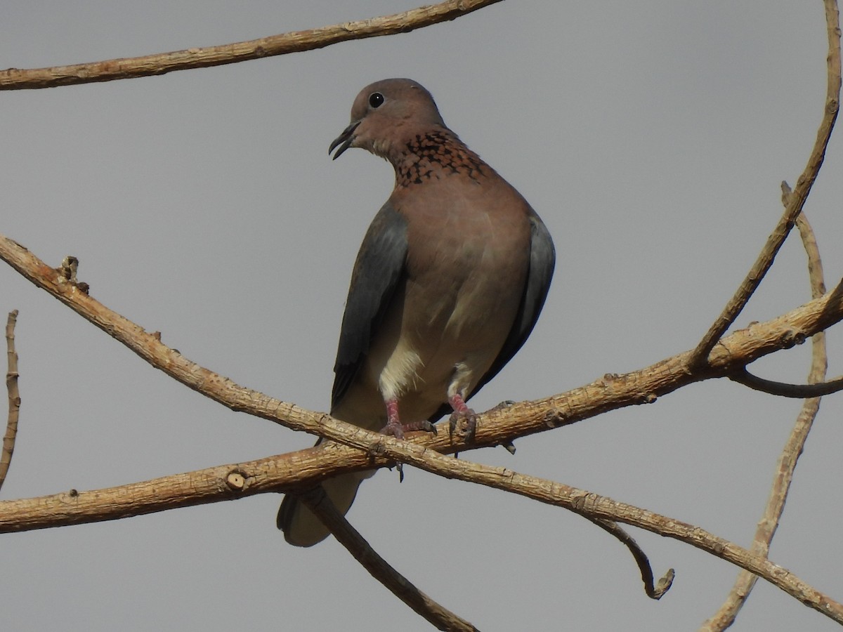 Tortora delle palme - ML644285006