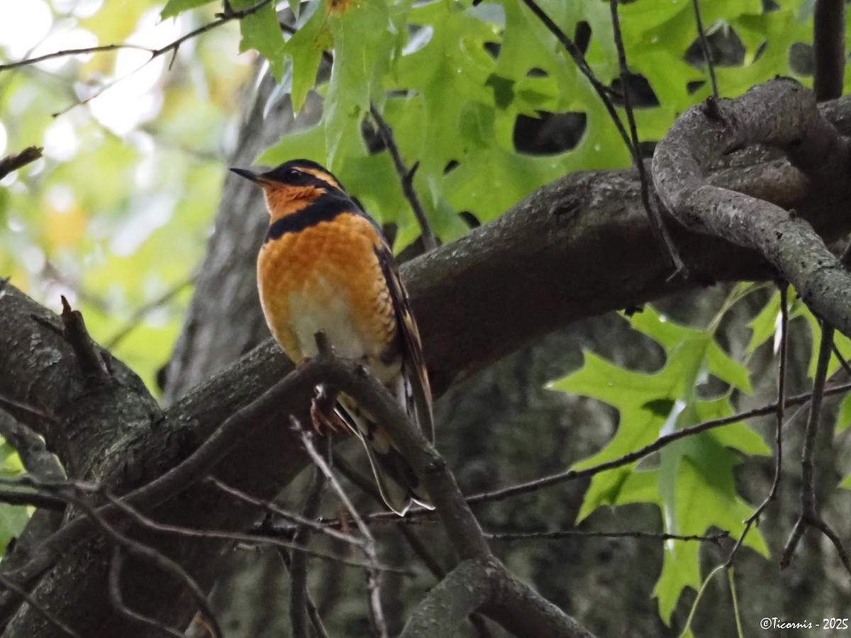 Halsbanddrossel - ML644285019