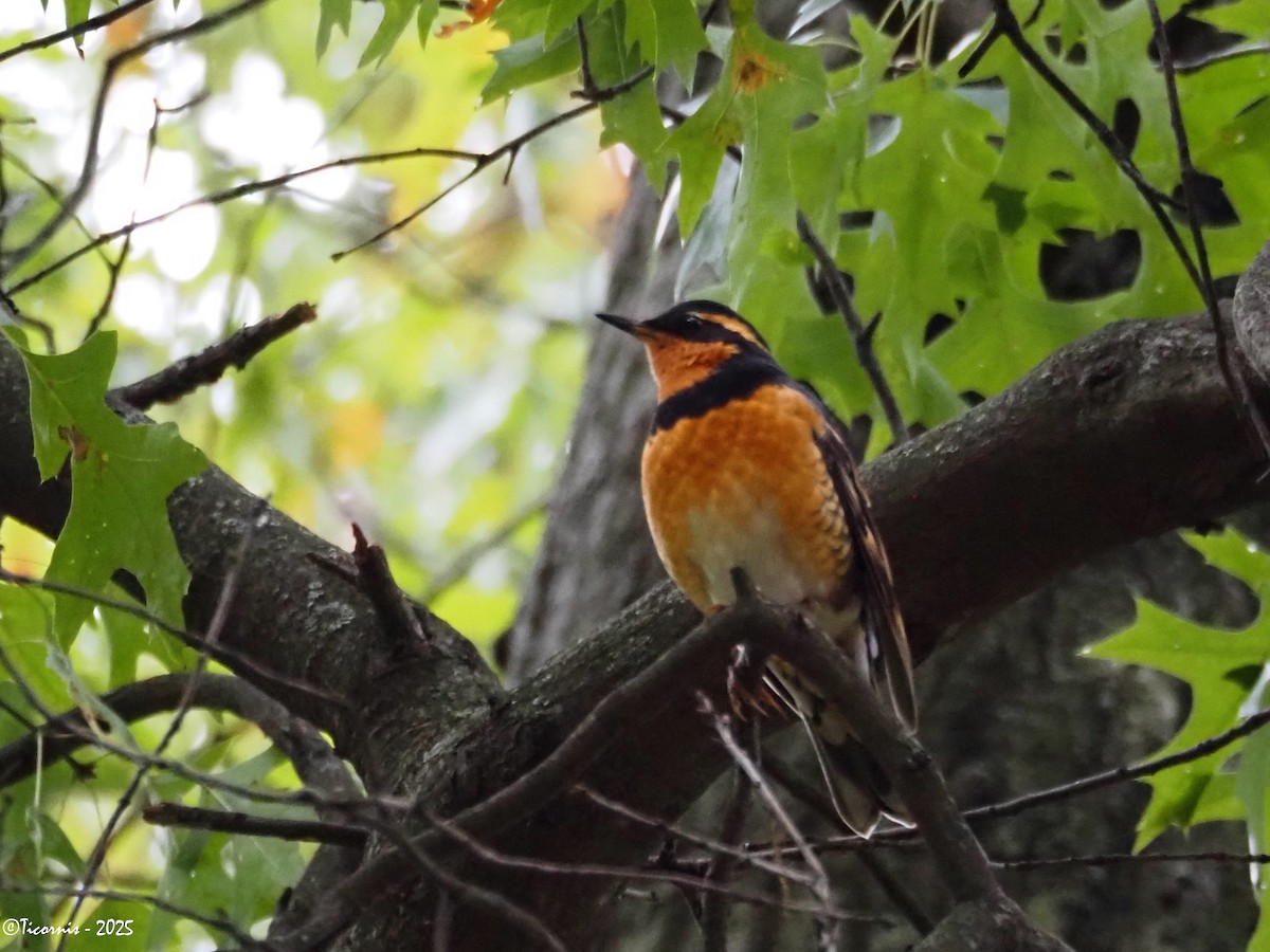 Halsbanddrossel - ML644285020