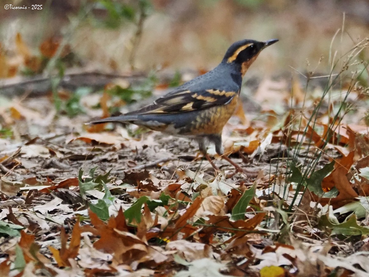 Halsbanddrossel - ML644285021