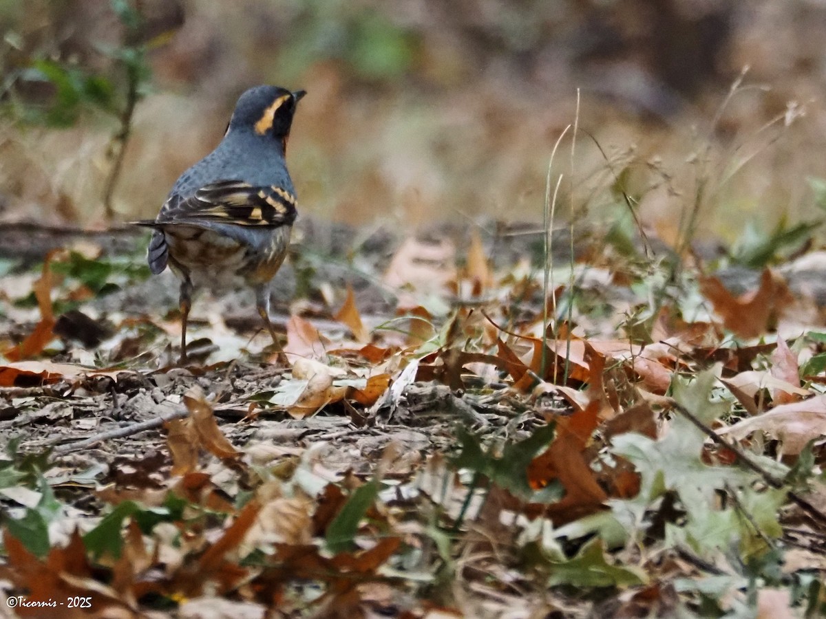 Halsbanddrossel - ML644285022